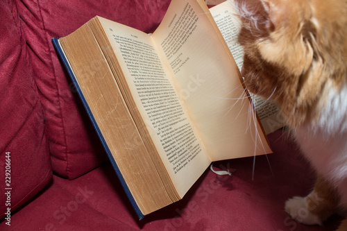 Intellektuelle Katze