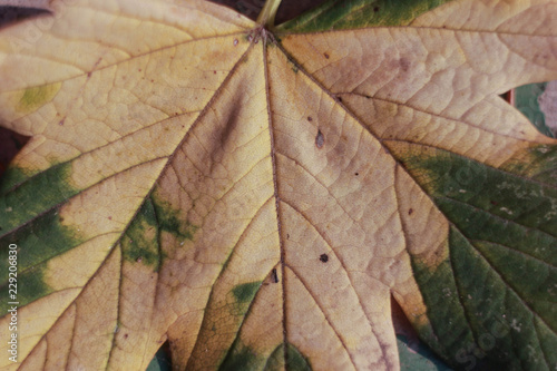 yellow grape leaf close up