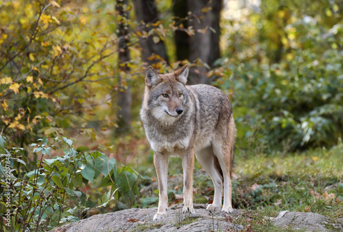 coyote in nature during fall photo