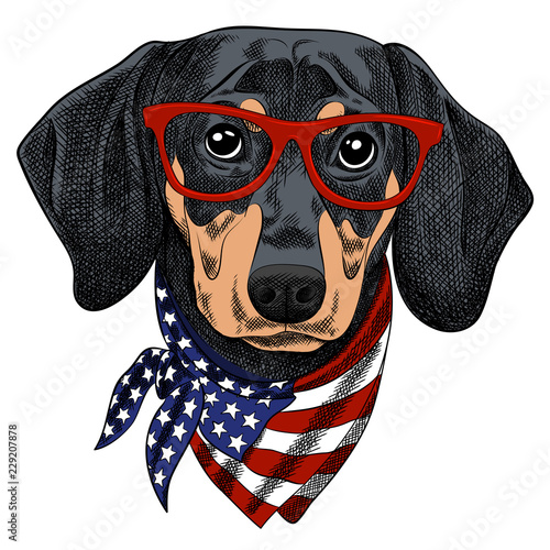 Vector illustration of a funny Dachshund dog wearing red glasses and a scarf in the color of the American flag. Pop Art Poster for Independence Day of America