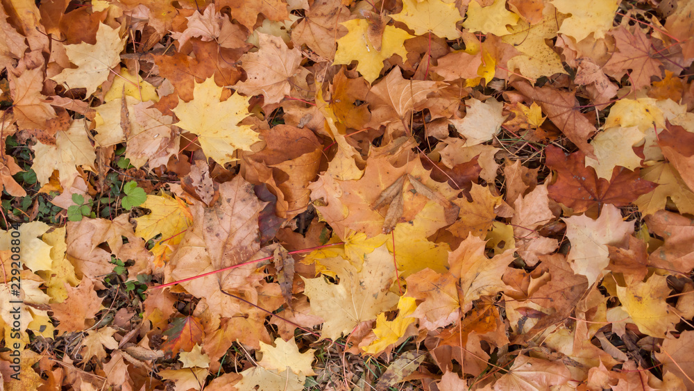 Abstract background of Red and Orange Autumn Leaves in South Park, Sofia, Bulgaria
