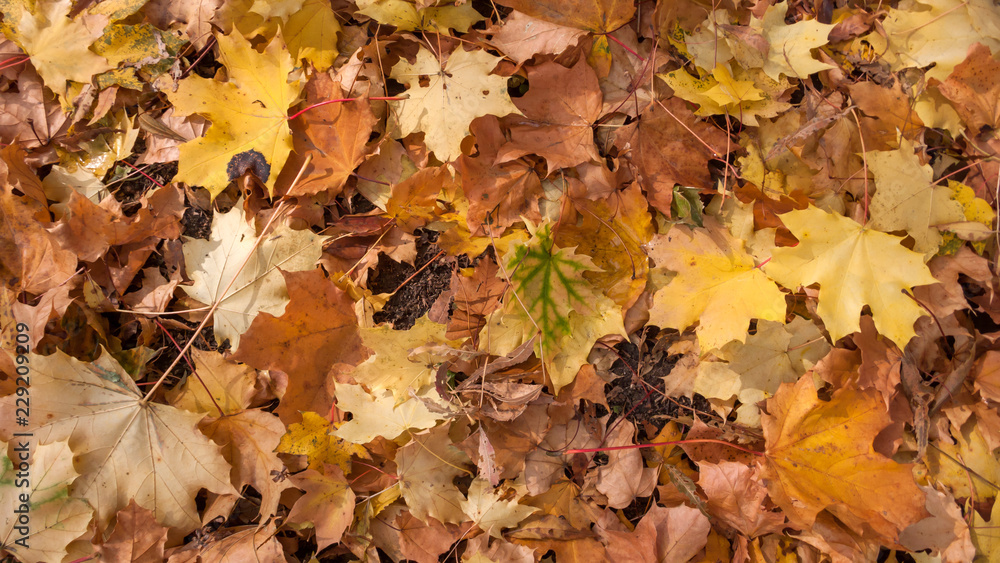 Abstract background of Red and Orange Autumn Leaves in South Park, Sofia, Bulgaria
Abstract background of Red and Orange Autumn Leaves in South Park, Sofia, Bulgaria