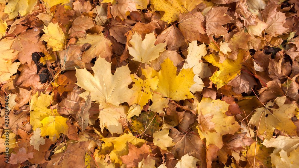 Abstract background of Red and Orange Autumn Leaves in South Park, Sofia, Bulgaria
