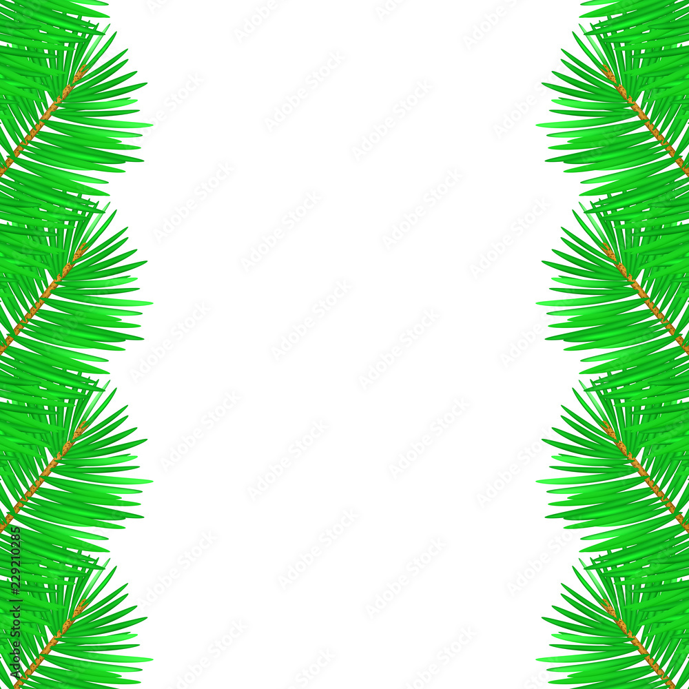 Vector illustration of christmas tree branches on white background.