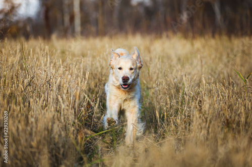 Portrait of dog breed golden retriever running in the rye field in autumn