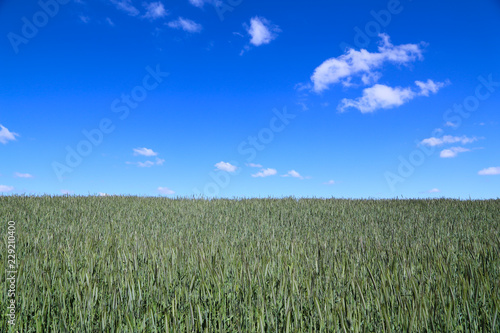 Green cereal field with blue sky  a few white clouds