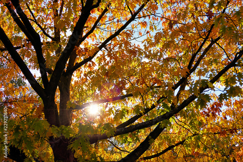Sonnendurchflutete Baumkrone mit Herbstlaub