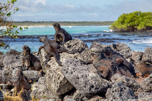 Iguanes Marins îles archipel Galapagos Equateur