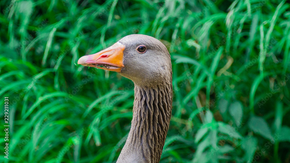 Close up Portrait of Greylag (Graylay) Anser Anser Goose, showing brown feathers and yellow, orange bill and beak Close up Portrait of Greylag (Graylay) Anser Anser Goose, showing brown feathers and yellow, orange bill and beak