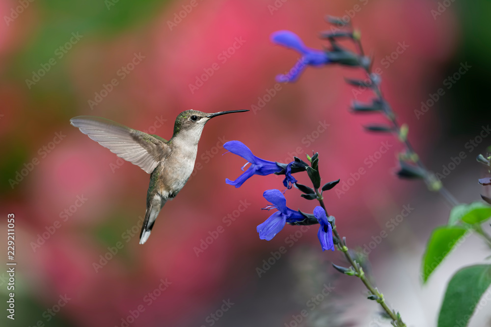 Fototapeta premium Color in the Garden