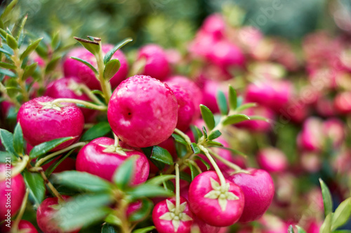 Prächtig leuchtende Beeren der Torfmyrte mit Morgentau