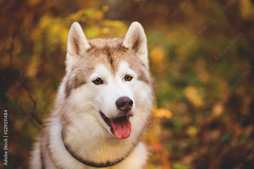 Close-up Portrait of beautiful and cute Siberian Husky dog standing in the bright enchanting fall forest