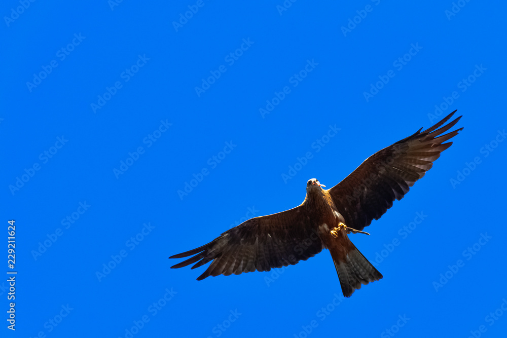 Flying black kite (Milvus migrans) Flying black kite (Milvus migrans)