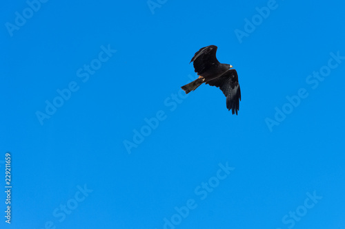 Flying black kite  Milvus migrans  