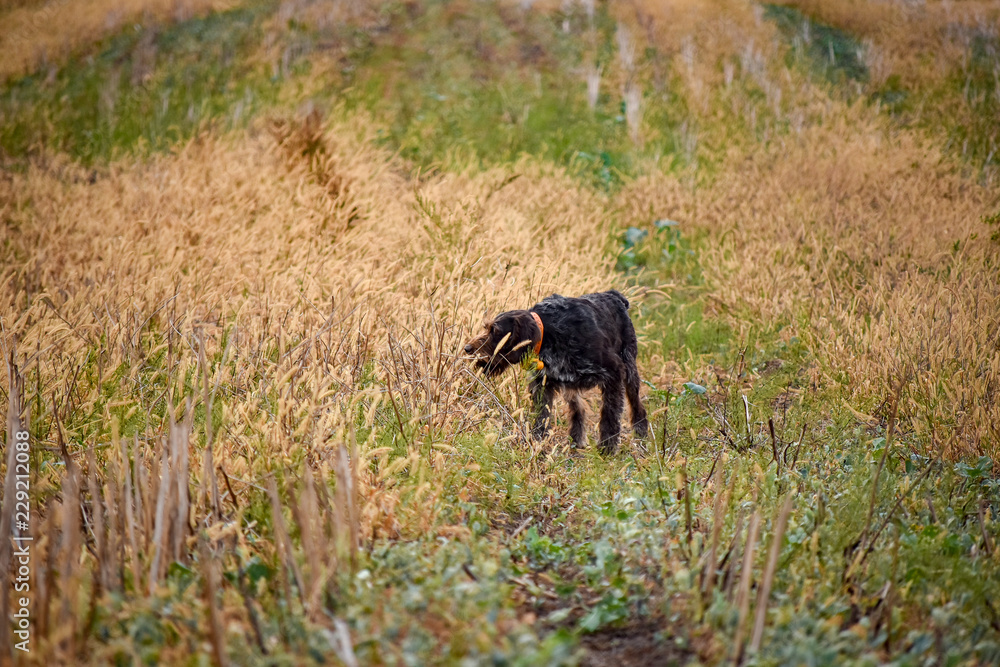 A process of hunting during hunting season, process of quail hunting, drathaar, german wirehaired pointer dog. A process of hunting during hunting season, process of quail hunting, drathaar, german wirehaired pointer dog.