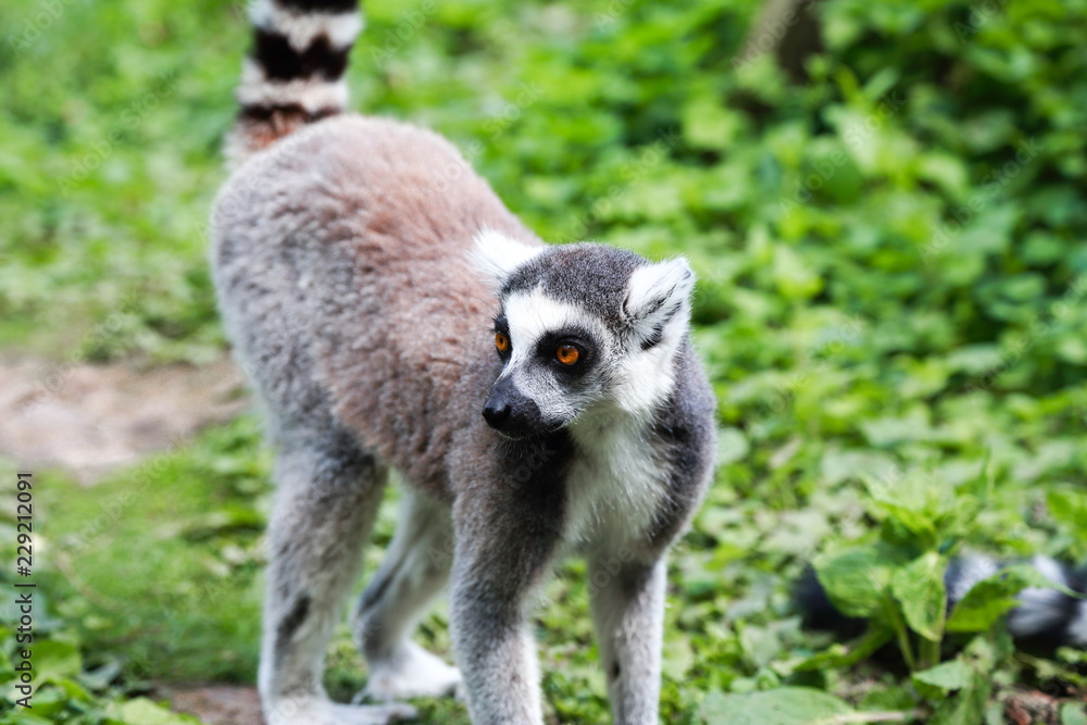 Fototapeta premium One lemur