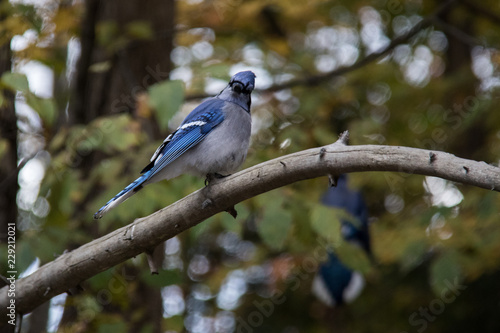 blue jay bird © Alice