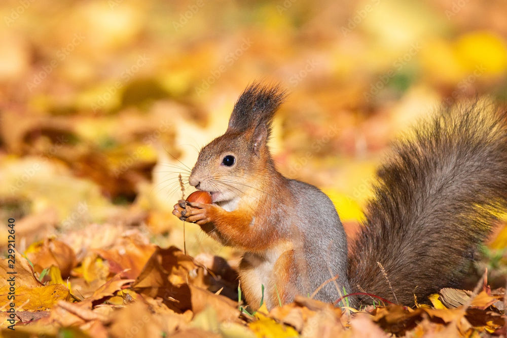 Squirrel in the autumn park Squirrel in the autumn park