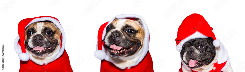 Set of portraits of a young French Bulldog in a Christmas costume isolated on white background
