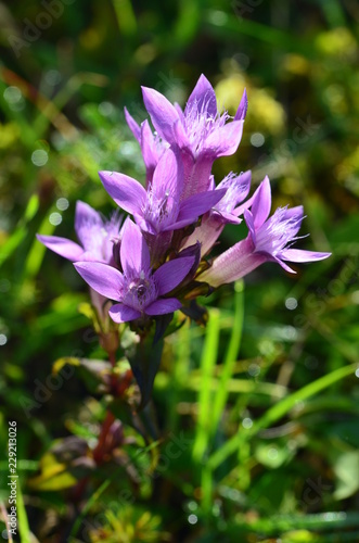 Herbstenzian, geschützt