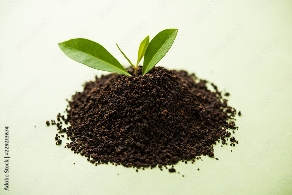 Black Tea Powder or dry dust with or without green leaf and served hot chai in a cup