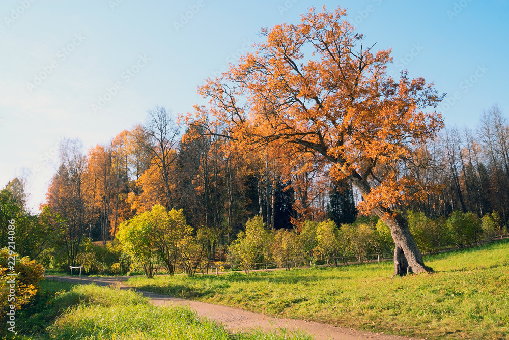 A path along the forest with a lonely oak tree in Pavlovsk Park. Autumn landscape. A path along the forest with a lonely oak tree in Pavlovsk Park. Autumn landscape.