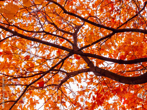 Beautiful autumn landscape. Crown yellow-orange maple sunny day. Background Texture