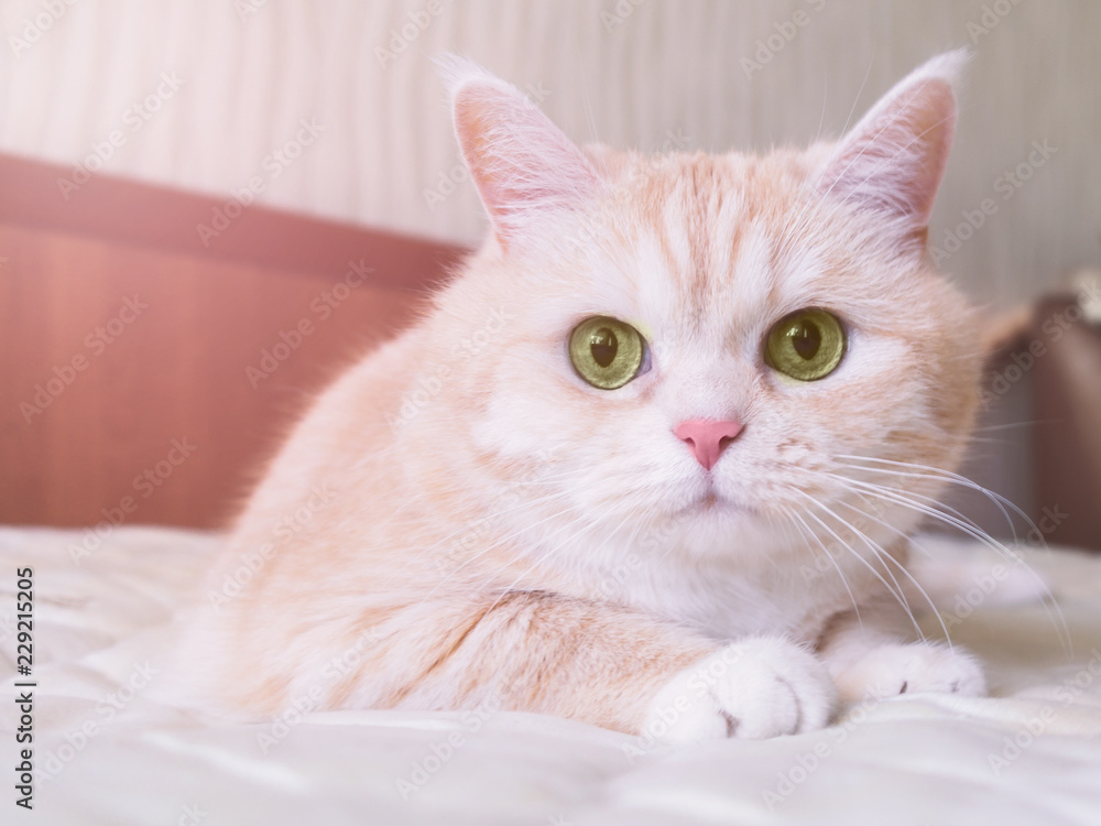 Beautiful cream cat lies on the bed, close-up
