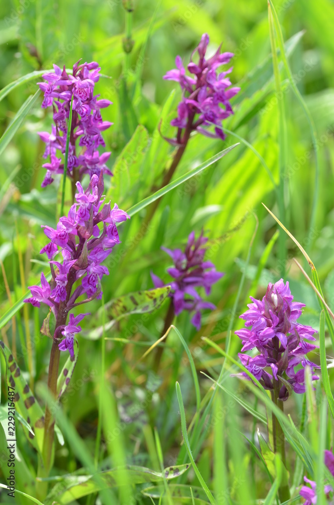 Knabenkräuter, geschützte Orchideen Knabenkräuter, geschützte Orchideen
