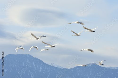 安曇野の空を飛ぶ白鳥