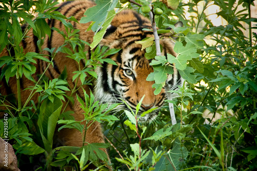 This Malayan Tiger peers through the branches as it stalks another tiger in a local zoo exhibit. The attention to detail in keeping this exhibit 'wild' and accessible made for this great image.