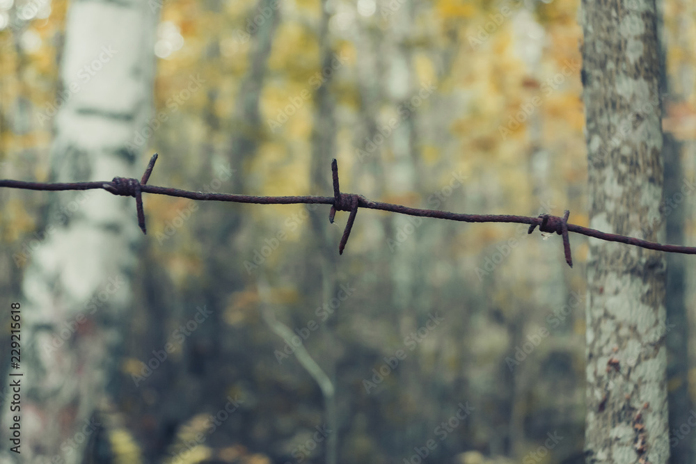 Old rusty barbed wire in the forest close up Old rusty barbed wire in the forest close up
