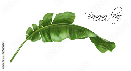 Vector realistic illustration of tropical banana leaf isolated on white background. Exotic botanical design element for cosmetics, spa, perfume, fashion. Can be used as hawaiian style design element