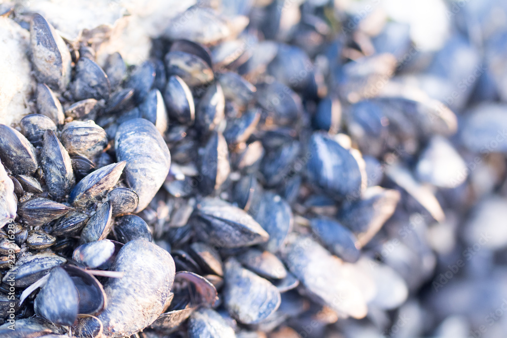 Muscheln in der Adria - Muschelriff Muscheln in der Adria - Muschelriff