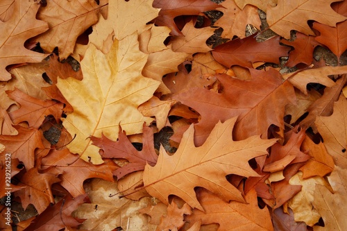 Autumn leaves background