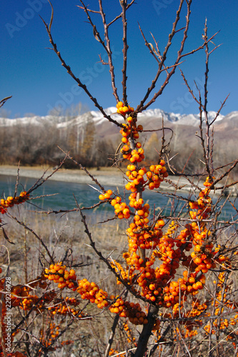 Sea buckthorn berries on a tree by the river with mountains in the background