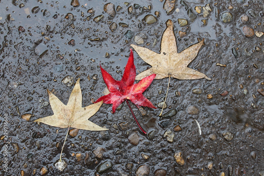 autumn leaves on the beach