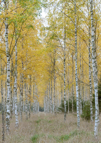 Autumn birch forest landscape