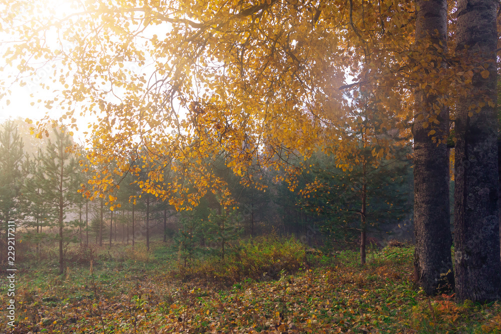 Obraz premium Fog in the autumn forest at sunrise, autumn background
