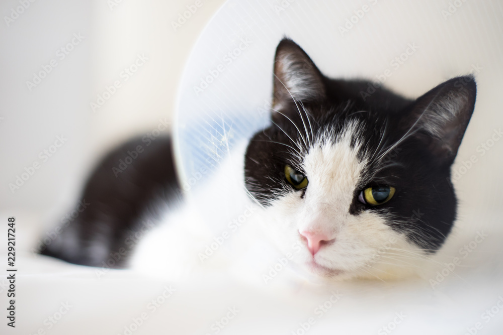 Cat in a cone of shame recovering from an injury after a visit to the veterinarian. White high-key background has copy space.