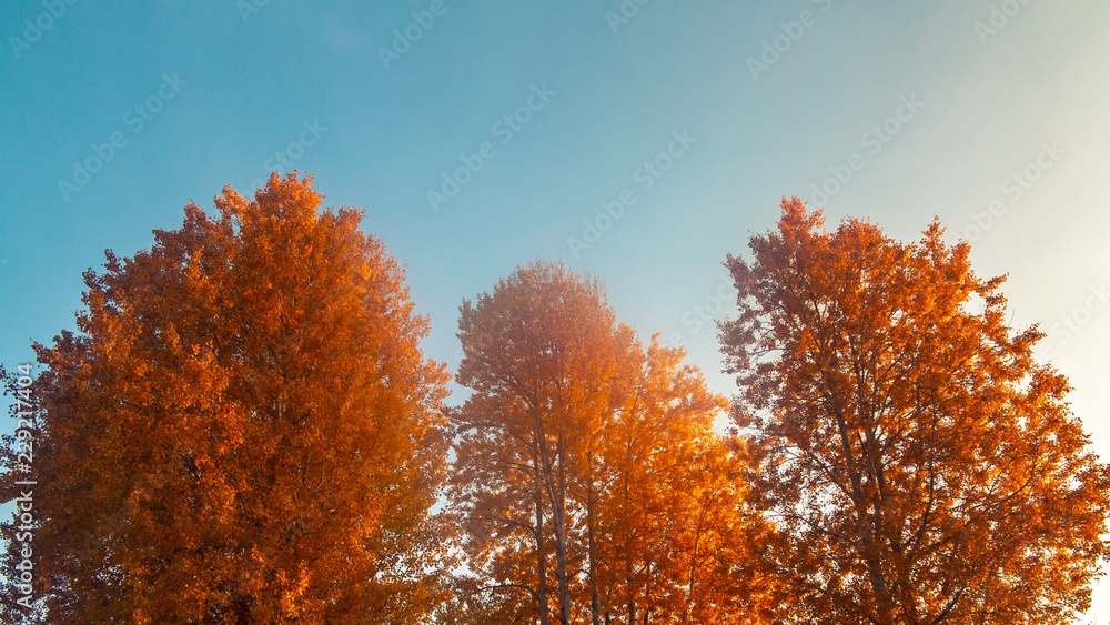 Autumn background - yellow-orange crowns of trees against a background of clean blue sky Autumn background - yellow-orange crowns of trees against a background of clean blue sky
