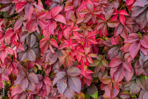 Bright red leaves of wild grapes. Bright paints of fall