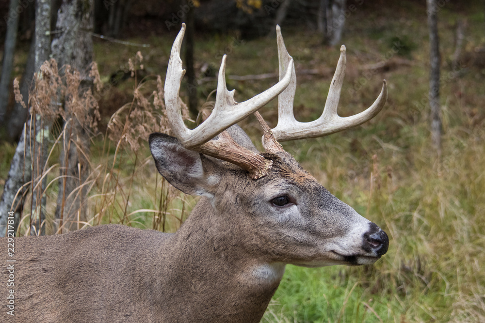 deer buck antlers deer buck antlers