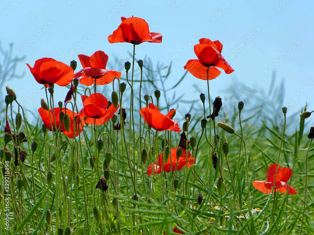 Obraz premium dziki mak