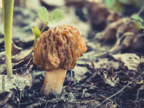 Spring mushroom morel in the early morning in the forest