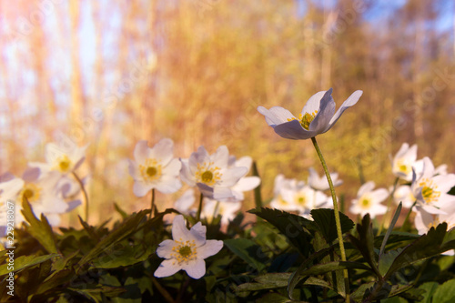Fototapeta Naklejka Na Ścianę i Meble -  Beautiful white flowers Anemone nemorosa in the sunset light in the forest