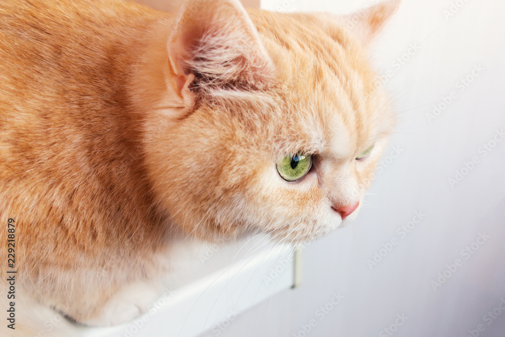 Beautiful cream tabby cat with green eyes closeup