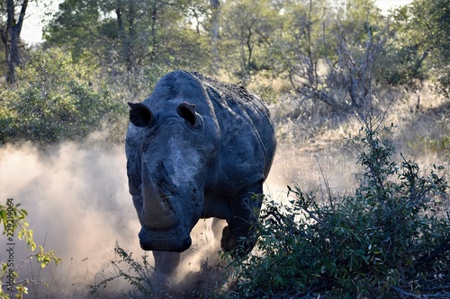 Black Rhino Charging 