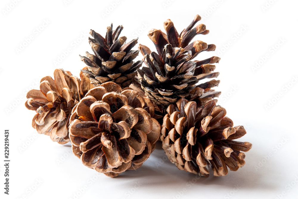 Pine cones isolated on white background Pine cones isolated on white background