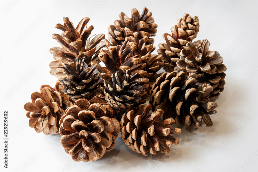 Pine cones isolated on white background Pine cones isolated on white background